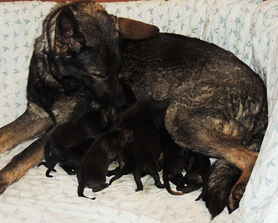 Denzi M Litter 24 h rs old