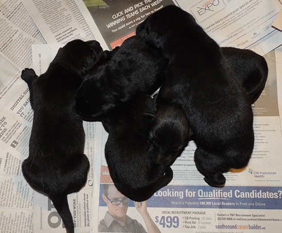 Denzi M Litter Male pups 2 days old