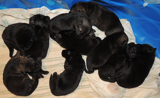 Denzi Gerry M LItter 13 days old