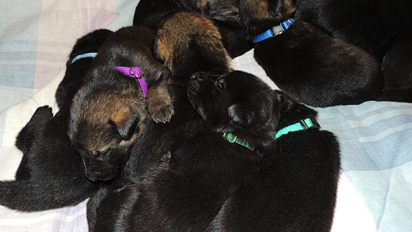 Denzi Gerry M Litter 16 days old