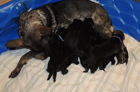 Denzi Gerry M Litter pups 20 days old_1