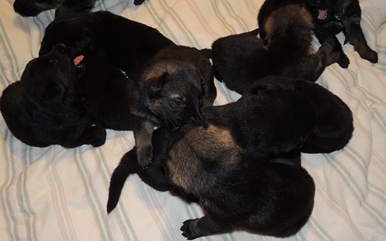 Denzi Gerry M Litter pups 20 days old 3