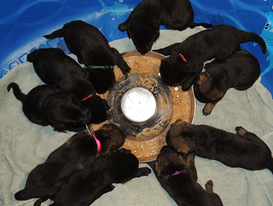 Denzi Gerry M Litter 1st Feeding