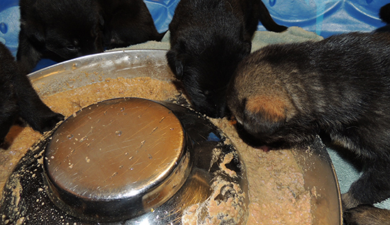 Denzi Gerry M Litter 1st Feeding3