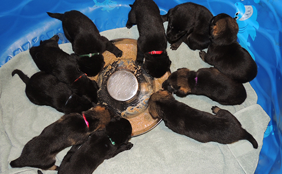 Denzi Gerry M Litter 3 wks