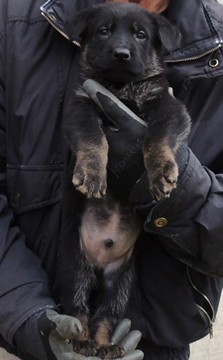 Denzi Gerry Bicolor Male Black Collar