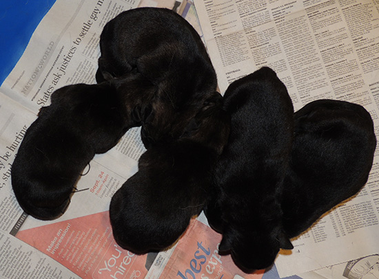 Denzi Female Pups M Litter 2 days old