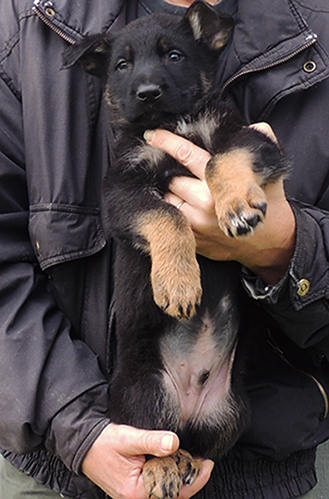 Denzi Gerry X Bicolor male 7 wks