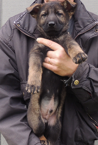 Denzi Gerry X Blk Collar Sable male