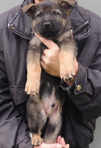 Denzi Gerry X Green collar sable male 7wks