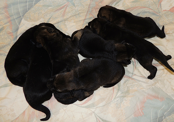 Denzi Gerry H Litter 7 pups 5 days