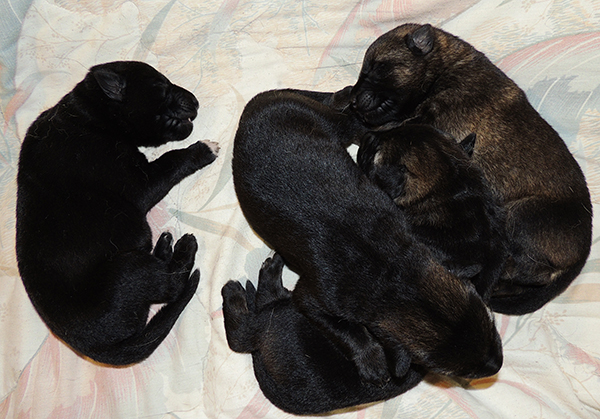 Denzi Gerry H Litter 5 days females