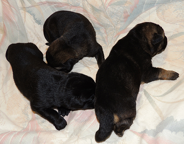 Denzi Gerry H Litter Males 5 days 