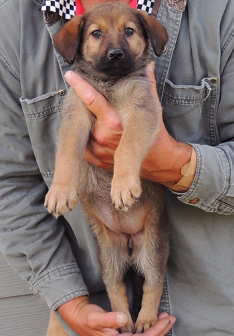 No Collar Red Sable Female