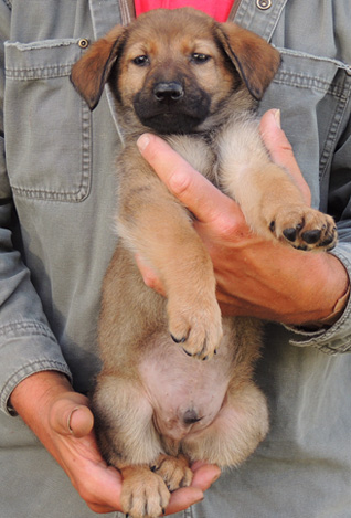 Red Sable male Blk collar 6 wks