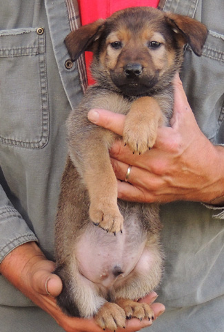 Red Sable Male Green collar