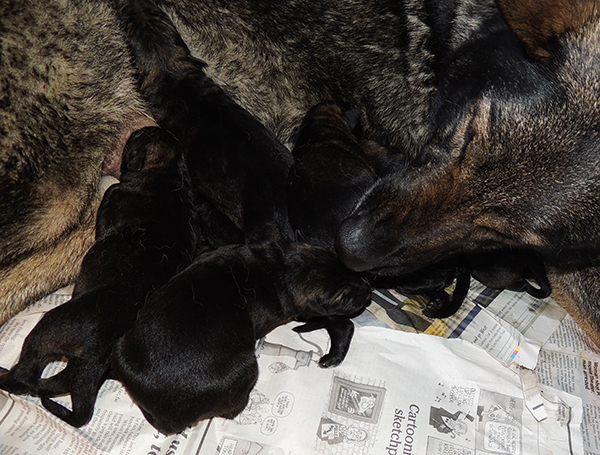 Denzi and H Litter Newborns