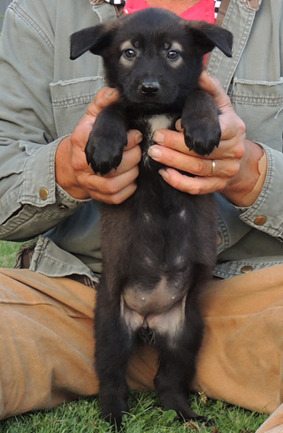 Blk Sable Orange Collar Female