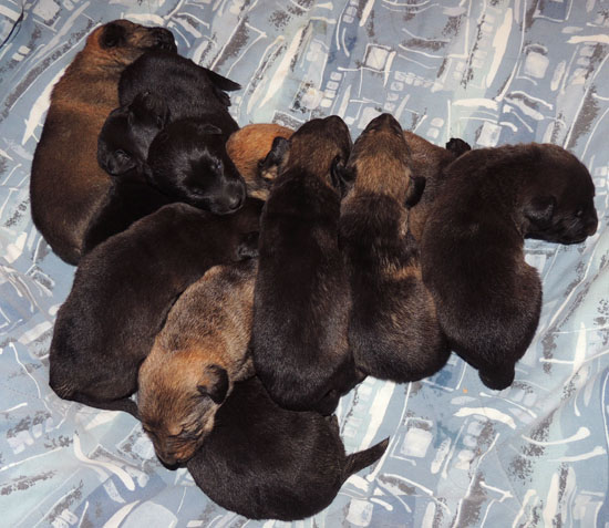 Denzi's 1st litter 2 wks 2