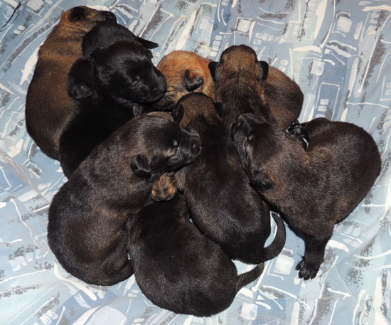 Denzi's 1st litter 2 wks 1