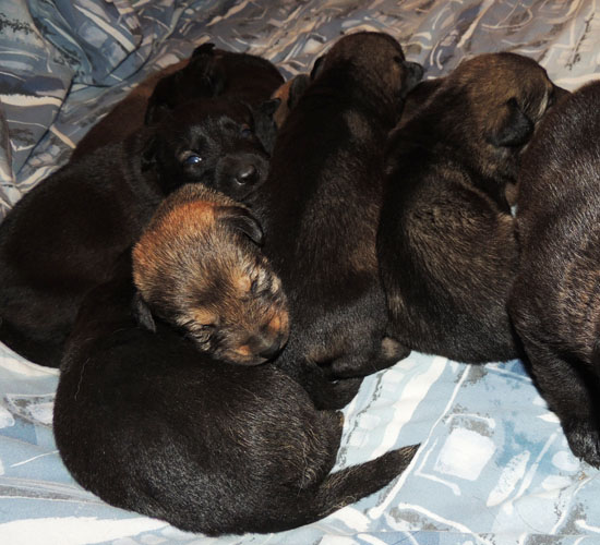 Denzi 1st litter 2 wks 3