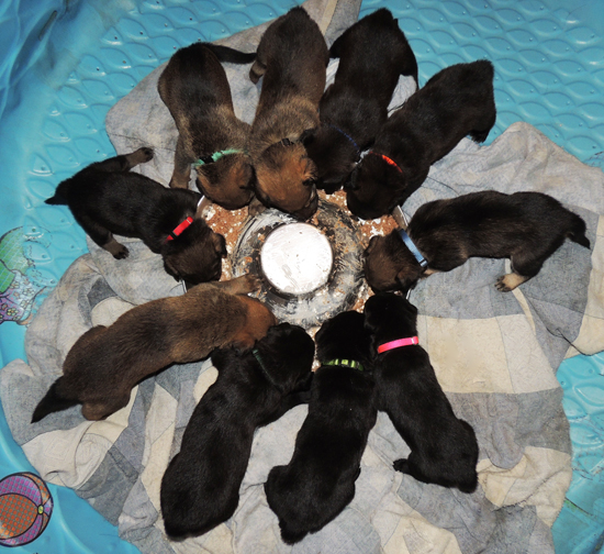 Denzi pups @ 3 wks