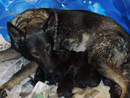Denzi x Gerry M Litter... mom with newborns
