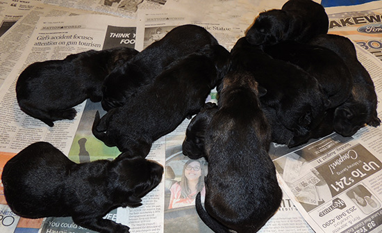 Denzi Gerry M Litter Newborns 2