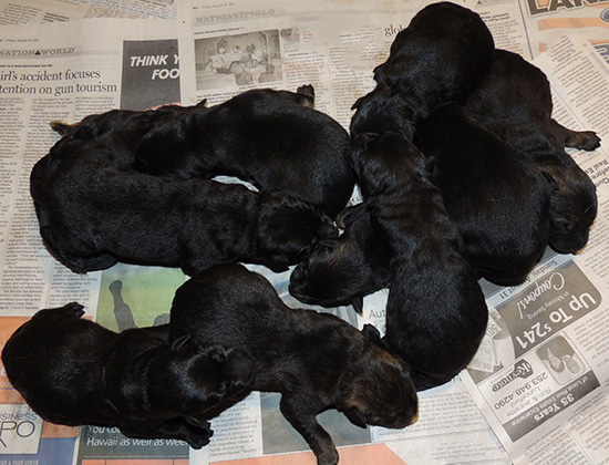 Denzi Gerry M Litter Newborns 3