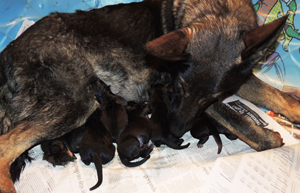 Denzi's 1st litter