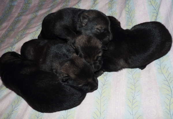 Ingka Dino Litter 1 week old Males