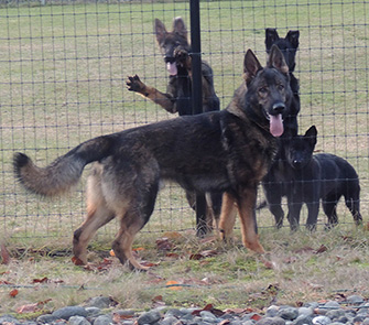 Drako 13 mos and Sis with Lux daughters