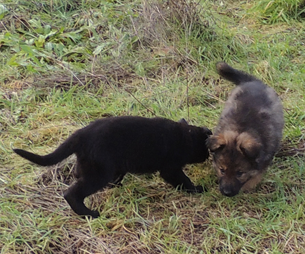 Dusty Rose collar male and LC Male