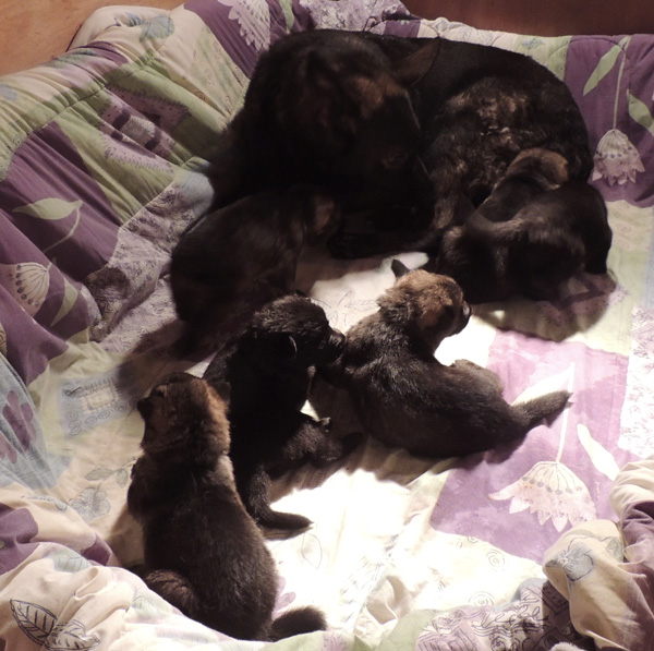 Itti Lux E Litter 3 wks 2