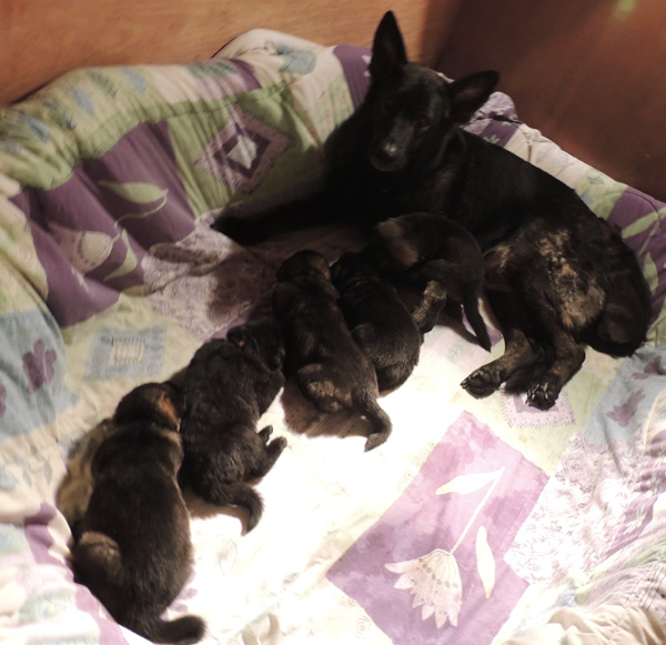 Itti Lux E Litter 3 wks 1