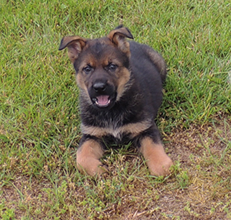 Eina Gero Dk Sable Female I Litter 6.5 wks1