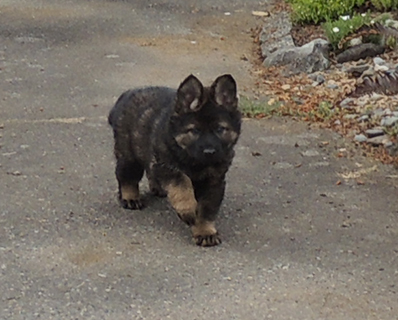 Eina Gero I Litter LC Female 6.5 wks3