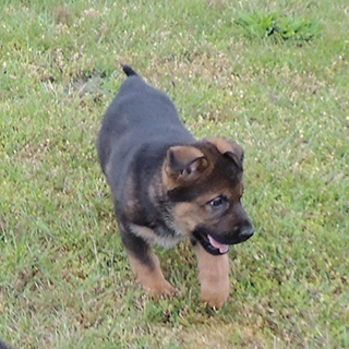 Ein aGero DK Sable I Litter female 6.5 wks2