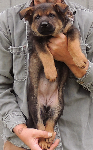 Eina Gero I Litter Dk Sable Female 6.5 wks