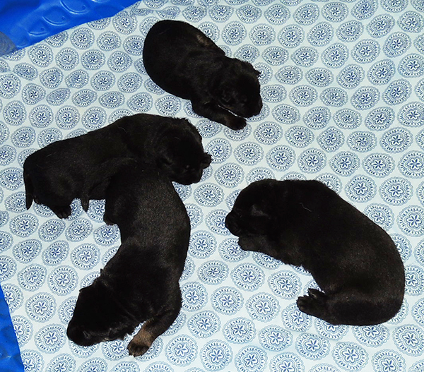 Eina Gerry Litter 12 days 1