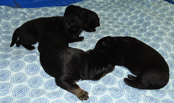 Eina Gerry Litter 12 days 2