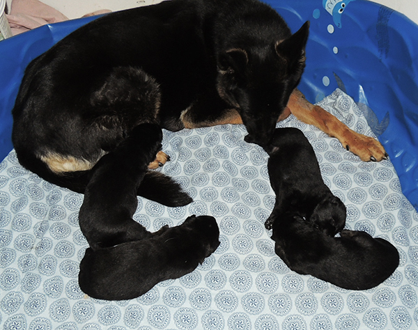 Eina Gerry Litter 12 days 3