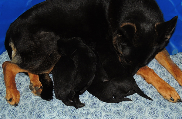 Eina Gerry Litter 12 days old 4