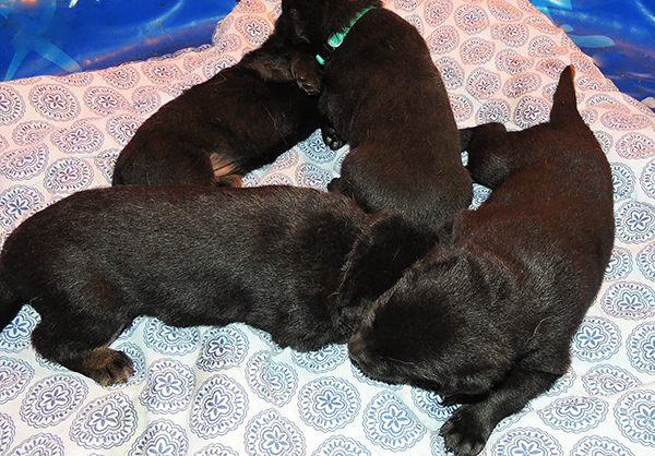 Eina Gerry Y Litter 18 days 2