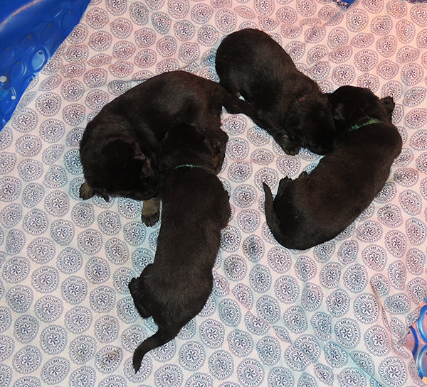 Eina Gerry Y Litter 18 Days 3