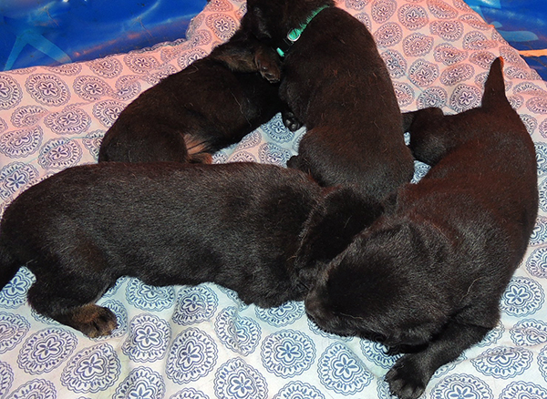 Eina Gerry Y litter18 days 4