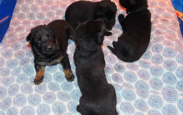 Eina Gerry Y Litter 18 days 1