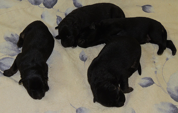 Eina Gerry Y Litter 3 days 1