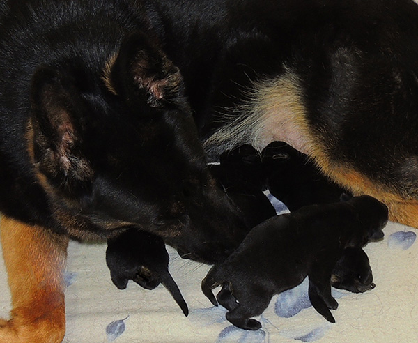 Eina Gerry Y Litter 3 days 2