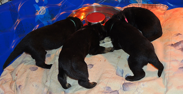 Eina Gerry Y Litter 3 wks 3